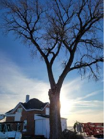 ArborVantage Tree Care