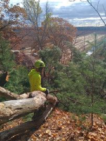 ArborVantage Tree Care