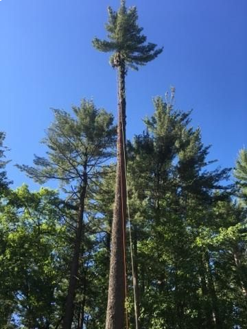 ArborVantage Tree Care