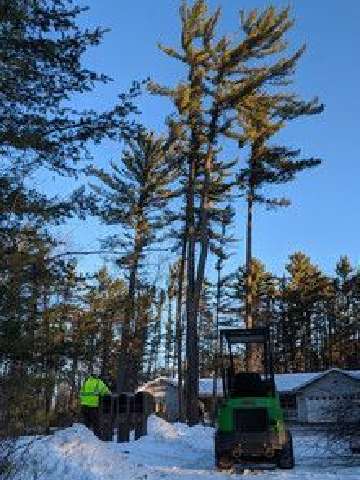 ArborVantage Tree Care