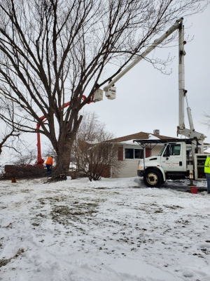 Tree Services in Wisconsin Rapids, Wisconsin