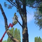 Tree Pruning
