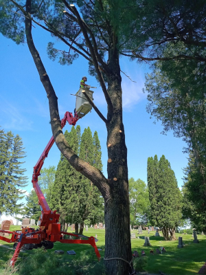 Tree Pruning in Wisconsin Rapids, Wisconsin