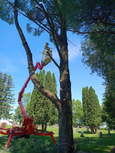 ArborVantage