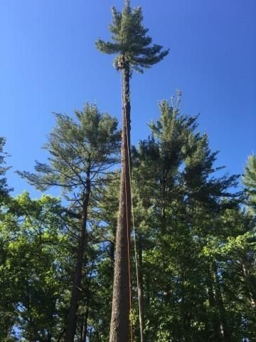 ArborVantage