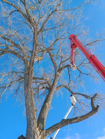 ArborVantage