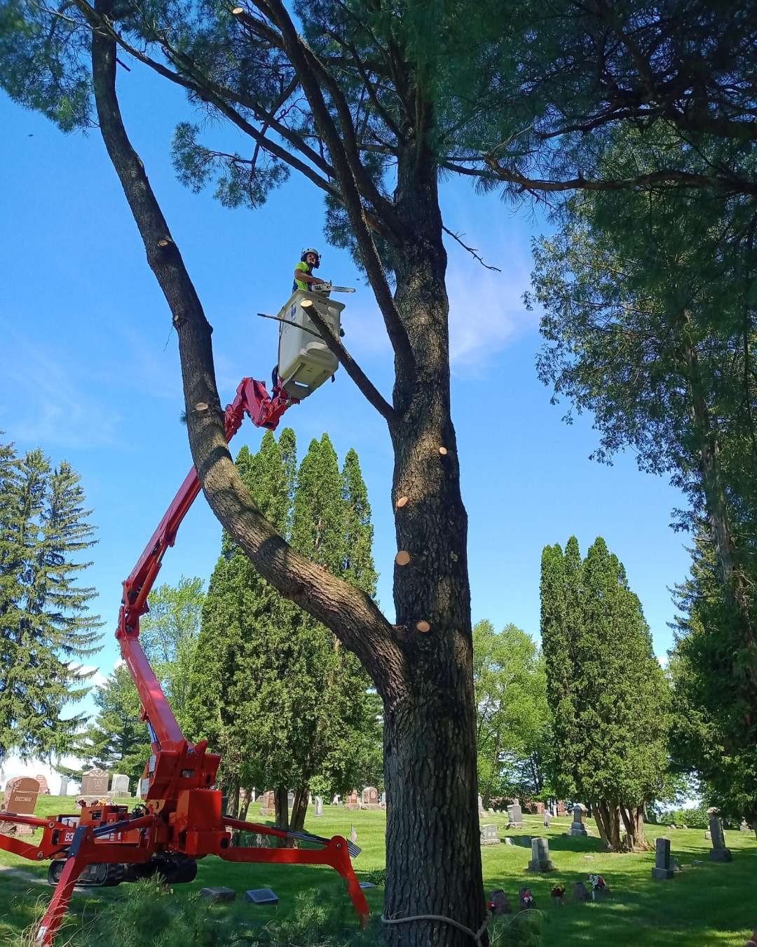 Tree Pruning New-Project-2026-02-26T133859.037