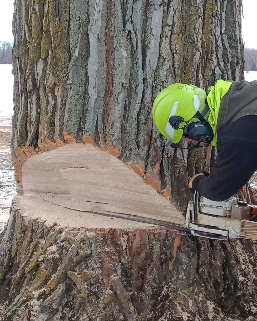 Tree Removal New-Project-2026-02-26T140851.945