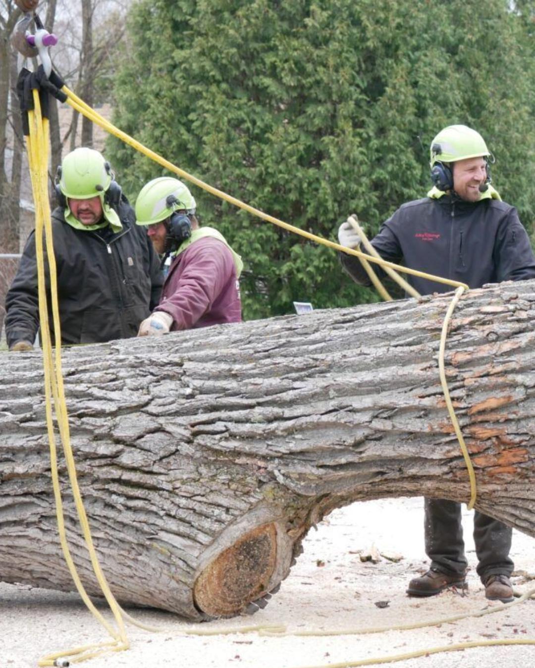 Tree Services New-Project-2026-02-26T152020.728
