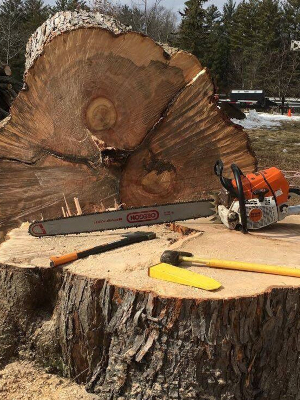 Tree Removal in Wisconsin Rapids, Wisconsin