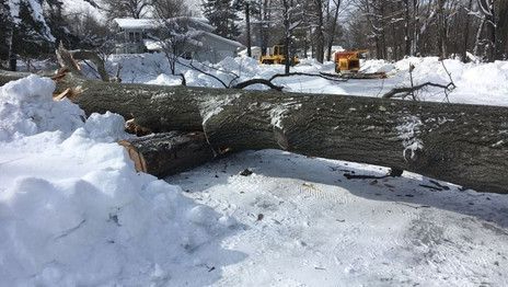 ArborVantage