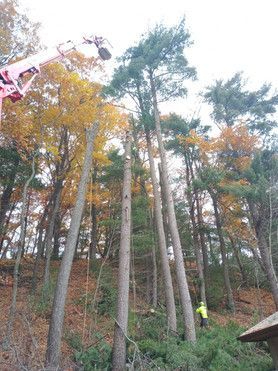 ArborVantage