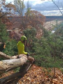 ArborVantage