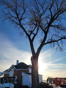 ArborVantage