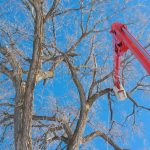 Storm Cleanup