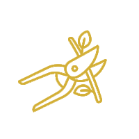 Solid mustard-yellow square color swatch on a white background.